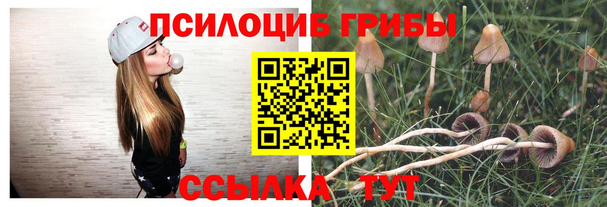 Тайшет  Псилоцибиновые грибы Magic Shrooms  Вход с VPN  Псилоцибиновые грибы Psilocybine cubensis 